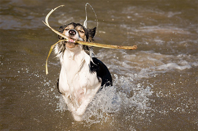 Hund planscht im Wasser