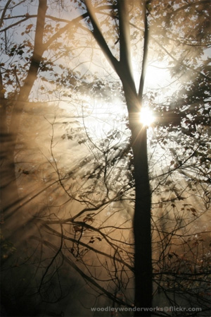 Lichtstrahl im Wald