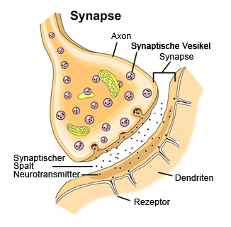 Synapse