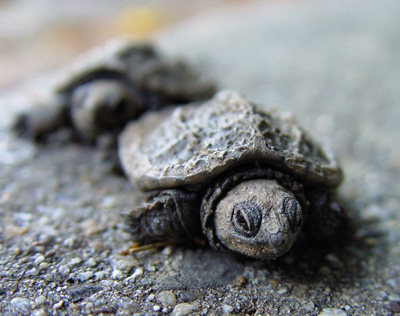 Kleine Schildkröte